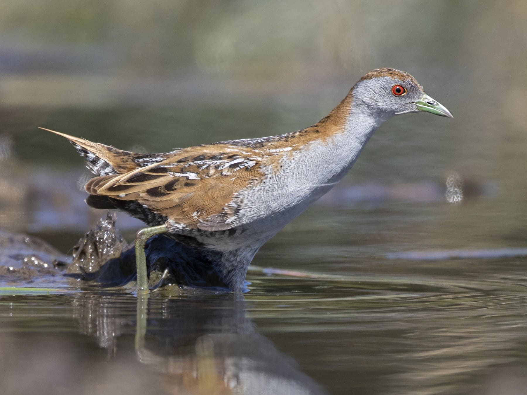 Baillon's Crake